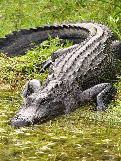 ecort alligator